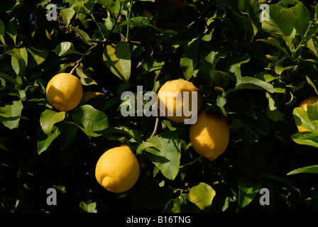 Zitronen wachsen auf einem Baum, Pedreguer, Provinz Alicante, Spanien Stockfoto