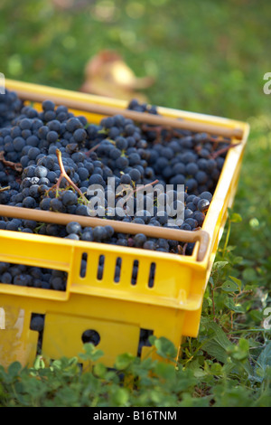 Korb von Hand gepflückt Reifen Merlot Trauben Stockfoto