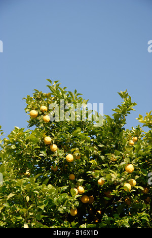 Zitronen wachsen auf einem Baum, Pedreguer, Provinz Alicante, Spanien Stockfoto