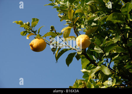 Zitronen wachsen auf einem Baum, Pedreguer, Provinz Alicante, Spanien Stockfoto