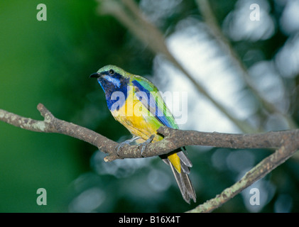 Porträt einer Orange bellied Leafbird Chloropsis Hardwickii wild Stockfoto