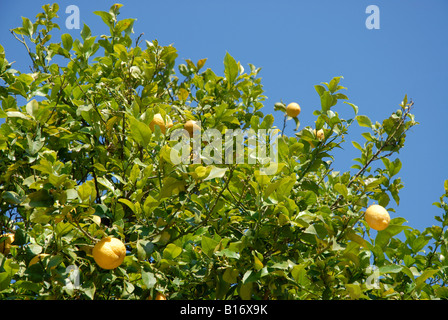 Zitronen wachsen auf einem Baum, Pedreguer, Provinz Alicante, Spanien Stockfoto