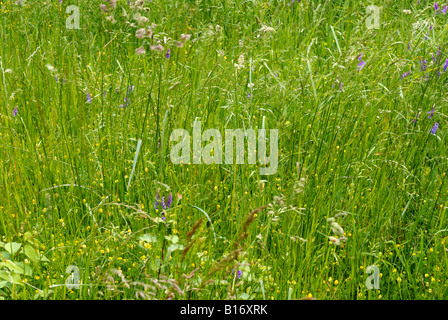 Wildblumen im Frühjahr in ein offenes Feld wachsen Stockfoto