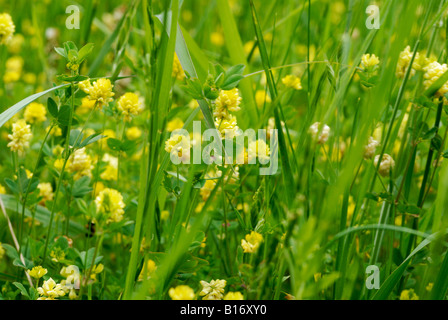Wildblumen im Frühjahr in ein offenes Feld wachsen Stockfoto