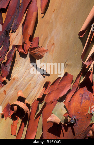 Madrone Arbutus Menziesii Baumrinde Stockfoto