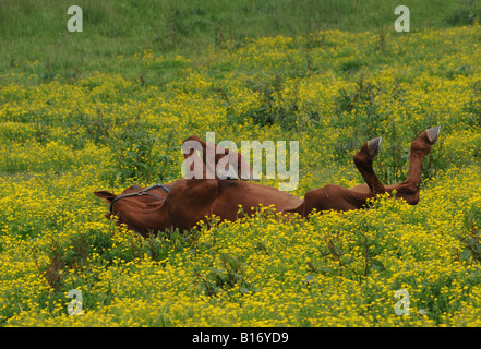 Pferd mit auf Rücken. Ohio-USA Stockfoto