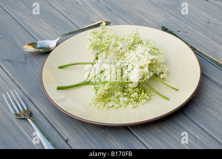 Holunderblüten auf einem Teller Stockfoto