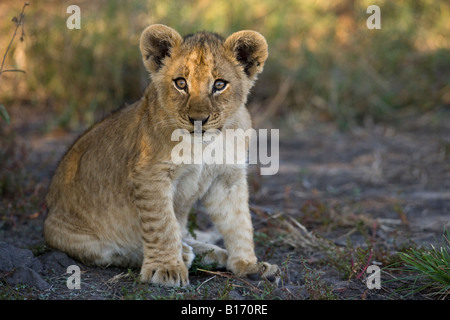 Closeup Alert hell gemusterte niedlichen Baby lion Cub, warme Sonne auf Gesicht, sitzt im kühlen Schatten intensiv voran im Okavango Delta in Botswana suchen Stockfoto