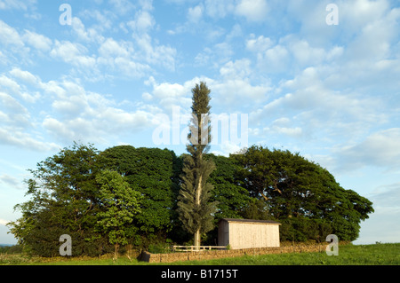 Sendemast Telekommunikation als Baum verkleidet Stockfoto