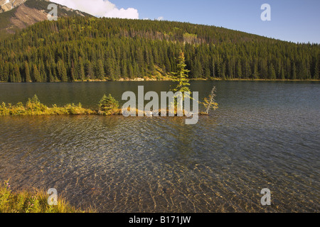 Die kleine Kiefer wächst auf eine flache im nördlichen Lake in Kanada Stockfoto