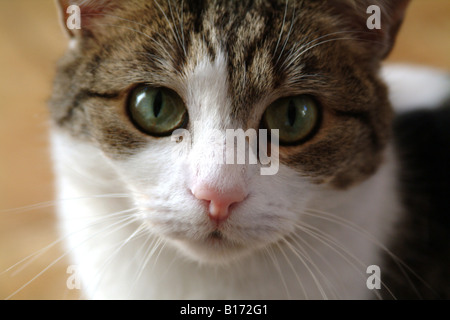 Nahaufnahme Foto ziemlich gut aussehende Katzengesicht Stockfoto