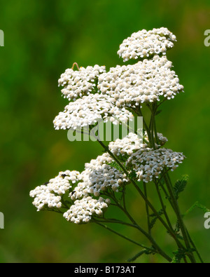 Gemeinsamen weiße Schafgarbe, eine Wildblume, die einst in der Kräutermedizin von Indianern in Nordamerika. Oklahoma, USA. Stockfoto