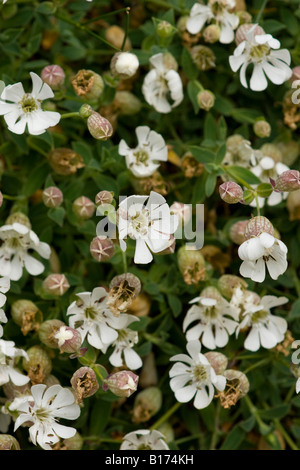 Blase Campion, Silene Vulgaris, auf Felsen in Cornwall Stockfoto