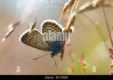 Schmetterling. Blau Silber verziert, Plebejus Argus, Weiblich, Erwärmung selbst in der frühen Morgensonne Iping Common, Mai Midhurst, West Sussex, UK Stockfoto
