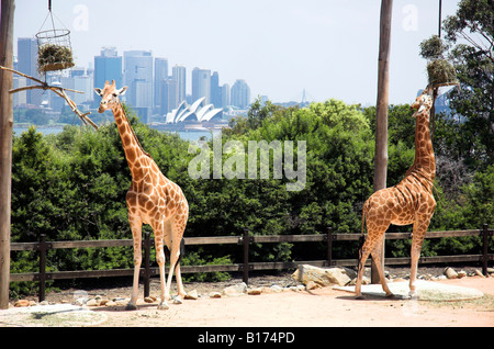 Die Giraffe Gehäuse Taronga Zoo Sydney Australia Stockfoto