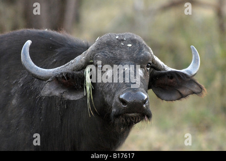 Porträt von einem afrikanischen Büffel, Syncerus Caffer, Krüger Nationalpark, Südafrika Stockfoto