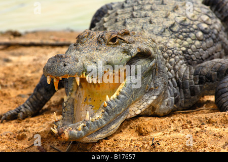 Blick in den Rachenraum eine Nil-Krokodil Crocodylus Niloticus, Heiligen Krokodile Bazoulé, Burkina Faso Stockfoto