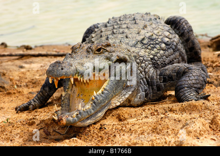 Blick in den Rachenraum eine Nil-Krokodil Crocodylus Niloticus, Heiligen Krokodile Bazoulé, Burkina Faso Stockfoto