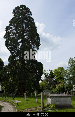 Hohe Tannenbaum wächst in einem englischen Kirchhof Stockfoto