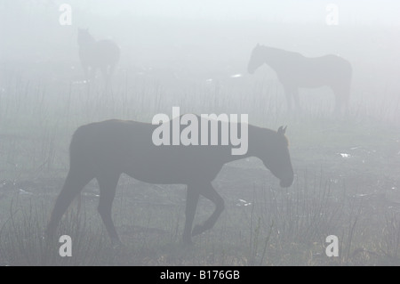 Eine Herde von Wildpferden Alberta Stockfoto