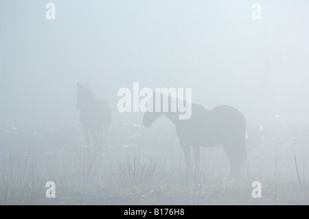 Eine Herde von Wildpferden Alberta Stockfoto