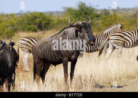 Zebra EQUUS BURCHELLI und blaue Gnus Connochaetes Taurinus Herden in Symbiose im Krüger Nationalpark Stockfoto