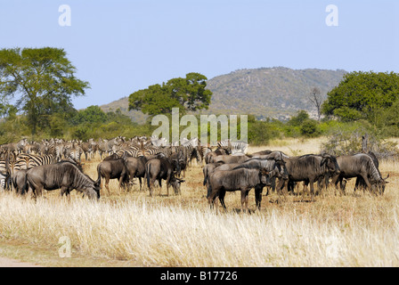 Zebra EQUUS BURCHELLI und blaue Gnus Connochaetes Taurinus Herden in Symbiose im Krüger Nationalpark Stockfoto