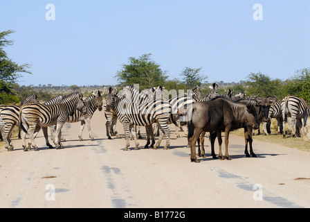 Zebra EQUUS BURCHELLI und blaue Gnus Connochaetes Taurinus Herden in Symbiose im Krüger National Park überqueren einer Straße Stockfoto