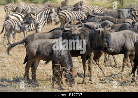 Zebra EQUUS BURCHELLI und blaue Gnus Connochaetes Taurinus Herden in Symbiose im Krüger Nationalpark Stockfoto