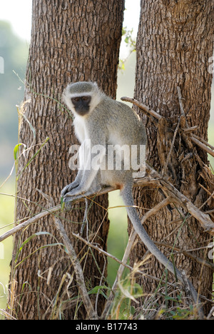 VERVET Affe sitzt in einem Baum, CERCOPITHICUS PYGERYTHRUS, Krüger Nationalpark, Südafrika Stockfoto