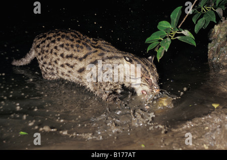 Angeln, Katze Fische bei Nacht Nachtansicht Regenwald Regenwald Prionailurus Viverrinus oder Felis Viverrina Südost-Asien fishingca Stockfoto