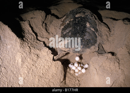 MEERESSCHILDKRÖTE Caretta Caretta weibliche Verlegung Eiern im NEST IN Strand SAND bedrohter Arten allein Amerika zurück geschossen wieder s Stockfoto