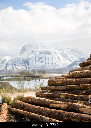 Cut Protokolle, gefällte Bäume, Baumstämme, Bauholz, Logging, Holz, Haufen, Forstwirtschaft, Schnittholz für den Export. Schottische Holzindustrie, Ben Nevis Schottland Großbritannien Stockfoto