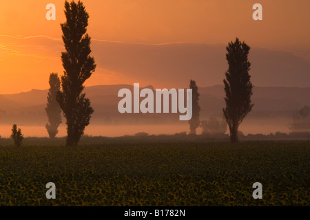 Südlich von Frankreich, Provence, Sonnenaufgang in einer landwirtschaftlich genutzten Fläche für den Anbau von Sonnenblumen, Alpilles, Radfahren und Wandern zur Kenntnis genommen Stockfoto