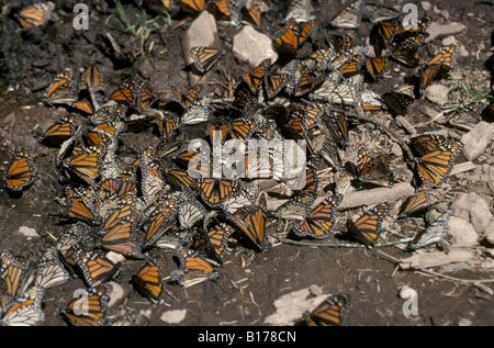 Monarques Monarchfalter Monarchen Danaus Plexippus auf Migration Tiere Arthropoda Arthropoden Edelfalter Gliederfuesser Insecta ich Stockfoto
