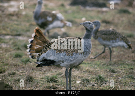 Grande Outarde Grosstrappe Great Bustard Otis Tarda weibliche Tiere Asien Asien Aves Vögel Trappen Europa Europe weibliche Grande ou Stockfoto