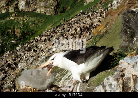 Albatros ein Junge bei Sourcils Noir Mollymauk schwarz Browed Albatros Diomedea Melanophris Feedind nisten Albatros eine Sourcils Noirs A Stockfoto