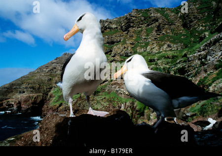 Albatros ein Sourcils Noir Mollymauk schwarz Browed Albatros Diomedea Melanophris zwei Erwachsene Albatros eine Sourcils Noirs Albatros eine Stockfoto