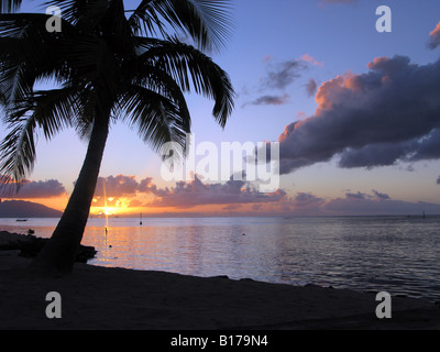 Sonnenuntergang von Tahiti Insel Silouette einer Palme Küste des Wassers zeigt. Stockfoto