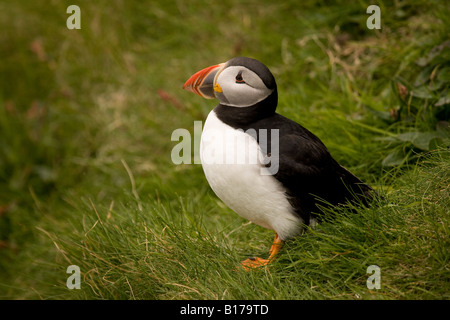 Papageitaucher (Fratercula Arctica) bei Sumburgh Head in den Shetland-Inseln, vor der Nord-Ost Küste von Schottland Stockfoto