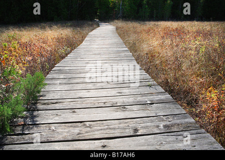 BOARDWALK TRAIL TROG DIE FEUCHTGEBIETE IM GRATEN HEILIGTUM DOOR COUNTY WISCONSIN IN HERBSTSAISON Stockfoto