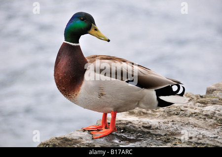 Nahaufnahme der Stockente, die Ente an einer Wand am Rande des Comer Sees Stand Stockfoto