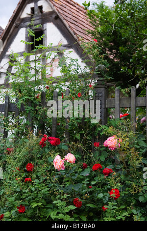 Traditionellen Fachwerkhaus in Hunspach mit roten Rosen in voller Blüte Elsass Frankreich Mai 2008 Stockfoto
