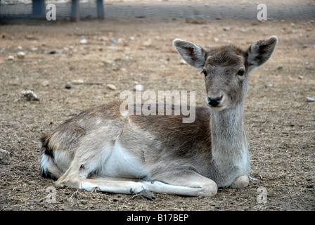 Hirsch, Safari-Park Vergel, Provinz Alicante, Comunidad Valenciana, Spanien Stockfoto