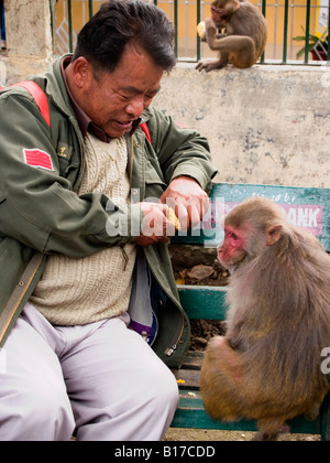 Fütterung der Affen in Darjeeling, Indien Stockfoto