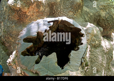 Der „Pooh Bear“-Baumstumpf im Tel Dan-Nationalpark nord-Israel Stockfoto