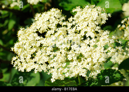 Gemahlener Holunder (Aegopodium Podagraria) Stockfoto