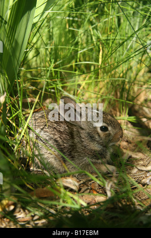 Östlichen Cottontail Kaninchen Kätzchen versteckt in hohe Gräser. Stockfoto