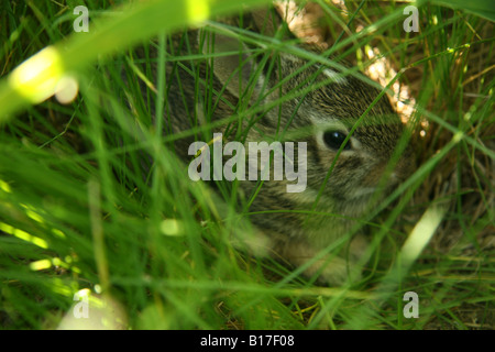 Östlichen Cottontail (Sylvilagus Floridanus) Kaninchen Stockfoto