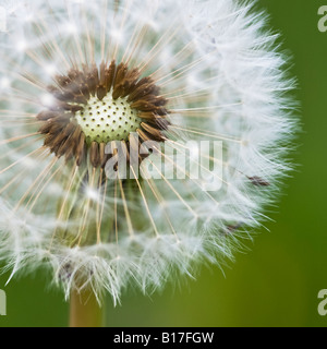 Löwenzahn-Uhr Stockfoto